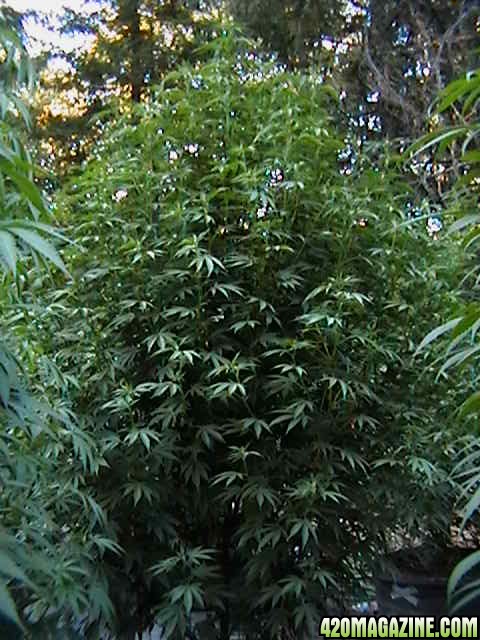 Oudoor_Midweek_6_Strain_HxOK_other_plant_pictures_as_well_040.JPG