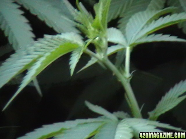 Oudoor_Midweek_6_Strain_HxOK_other_plant_pictures_as_well_042.JPG