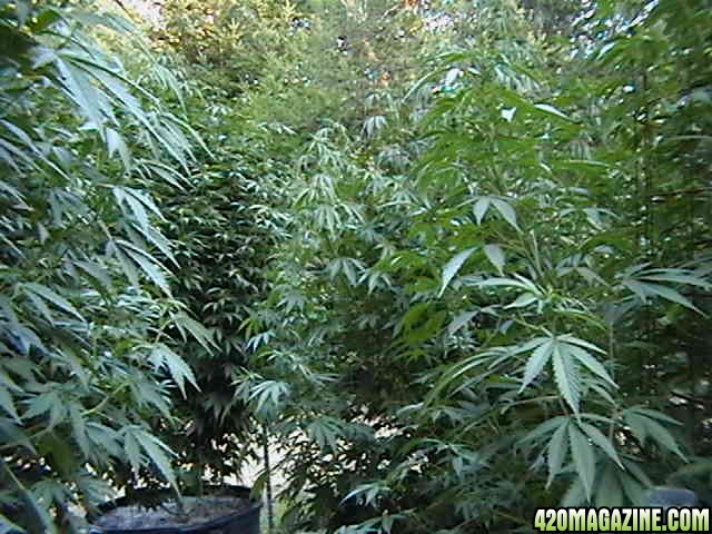 Oudoor_Midweek_6_Strain_HxOK_other_plant_pictures_as_well_043.JPG