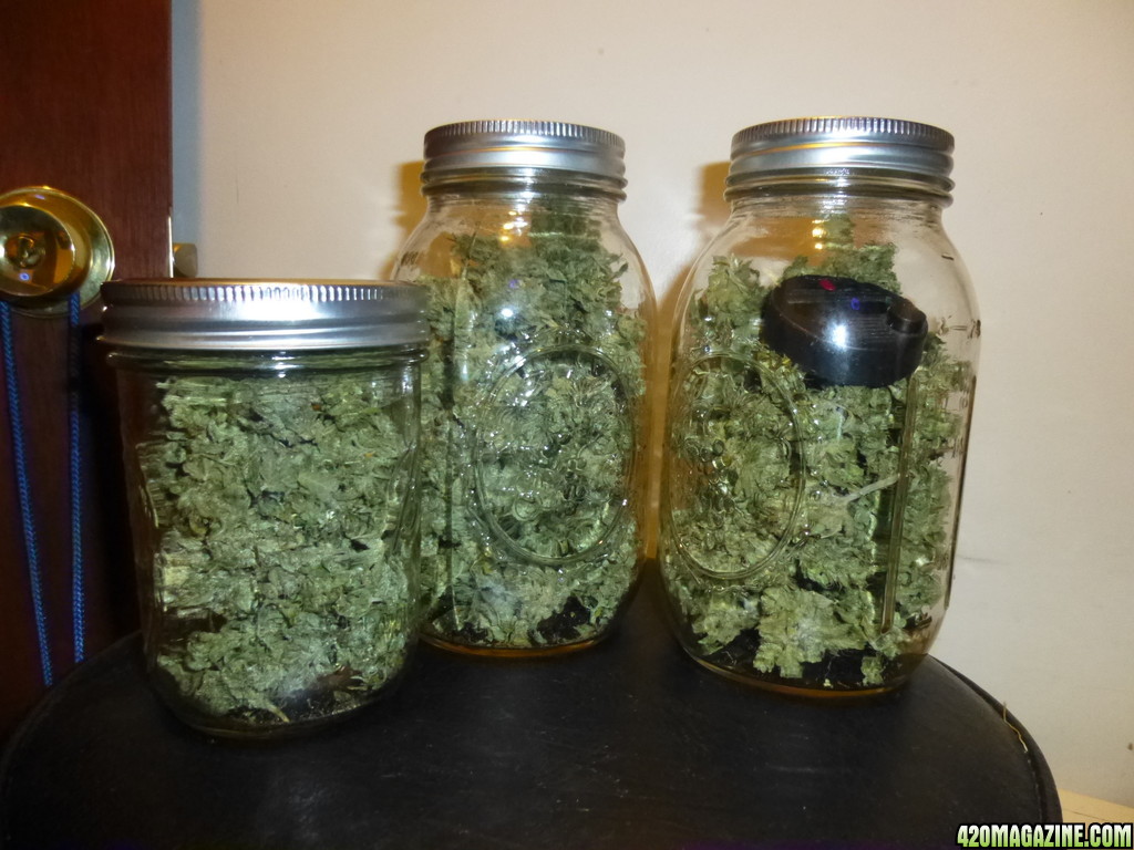 After placing hygrometer into jars. How long does it take to adjust? The  numbers are not moving up. Did I dry my weed too long? (How do I cure? I  have never
