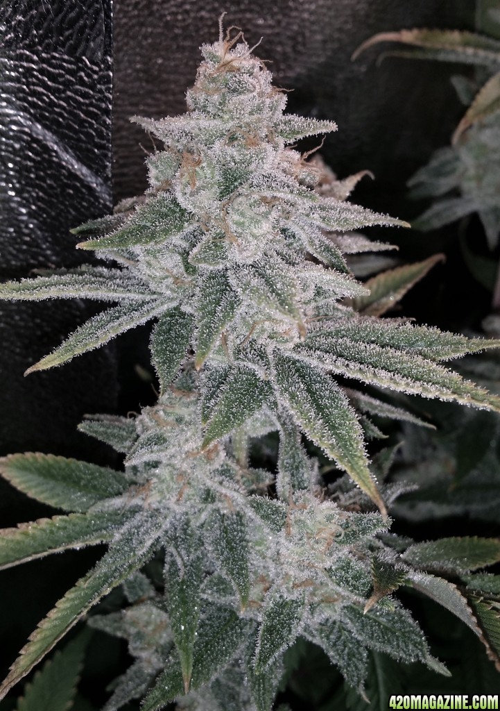 PG_bud_closeup_week_8_bloom.jpg