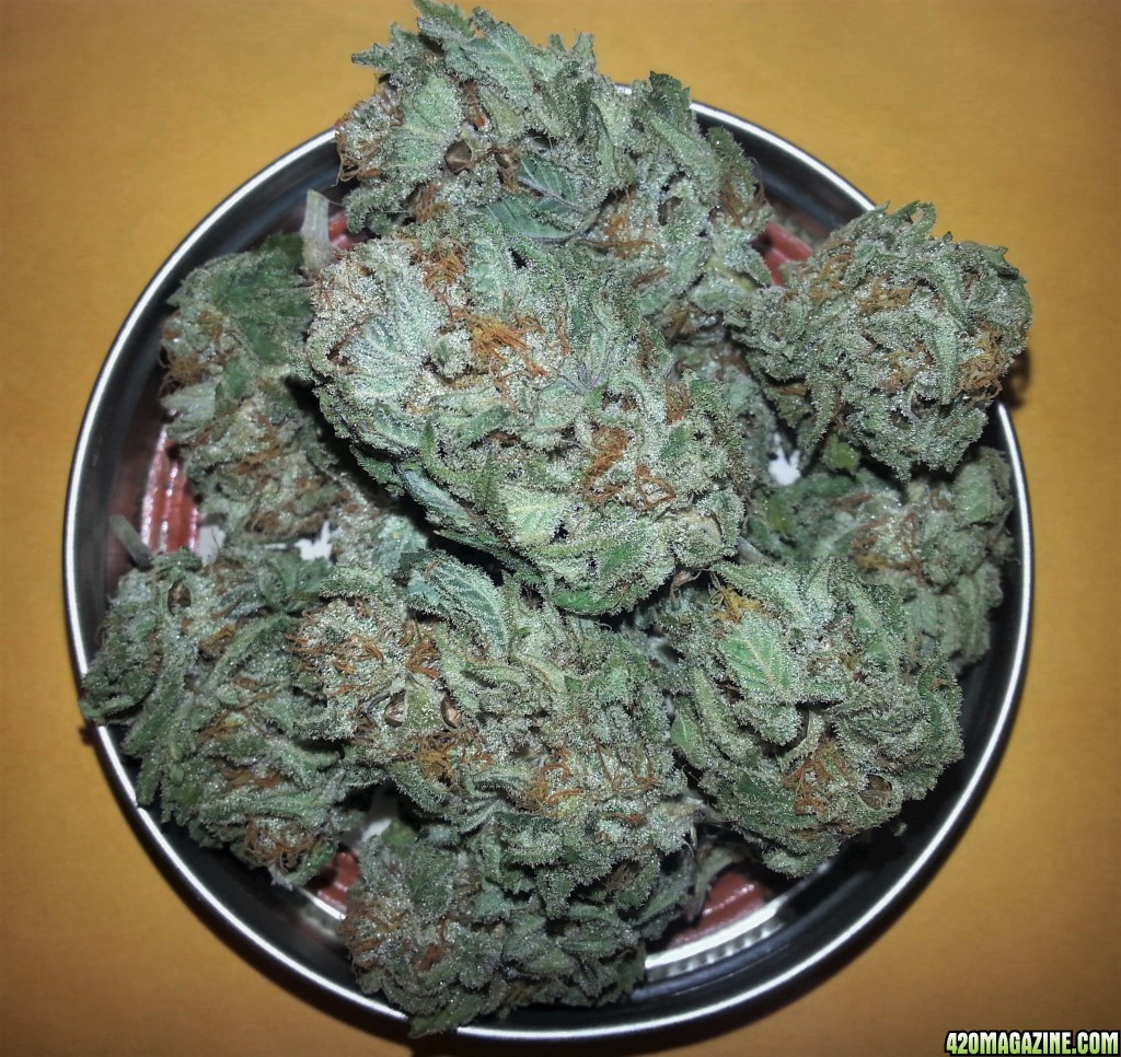 Permafrost_with_x_American_Pie_seeds_1.jpg