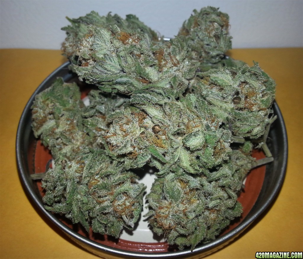 Permafrost_with_x_American_Pie_seeds_2.jpg