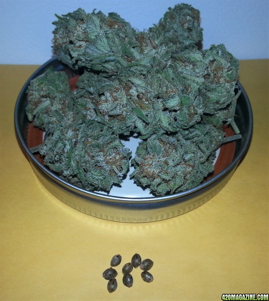 Permafrost_with_x_American_Pie_seeds_4.jpg