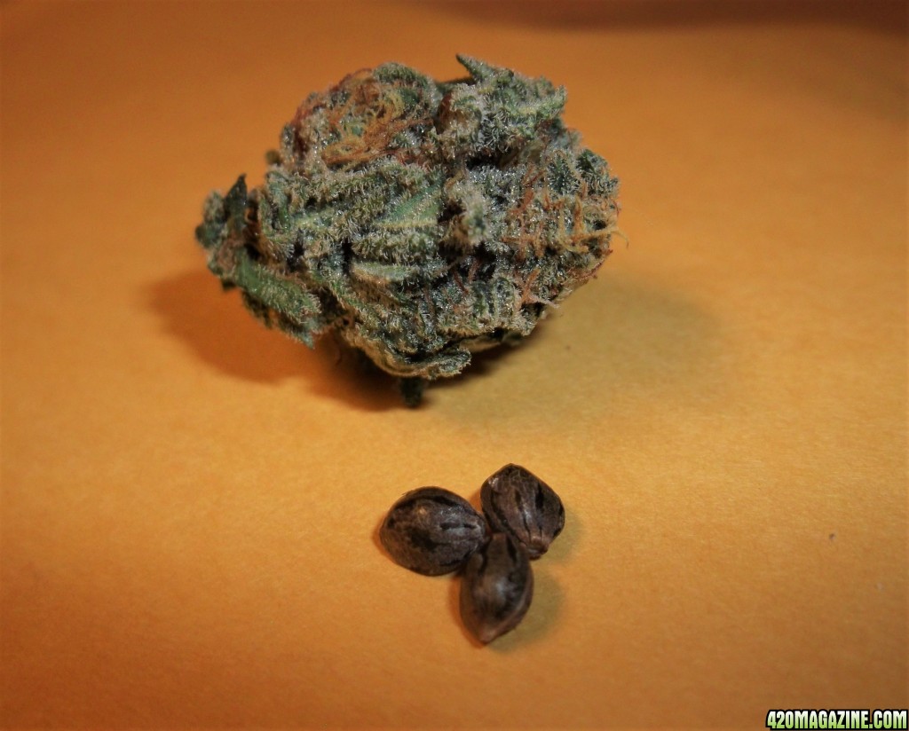 Permafrost_with_x_Gorilla_Dawg_seeds.JPG