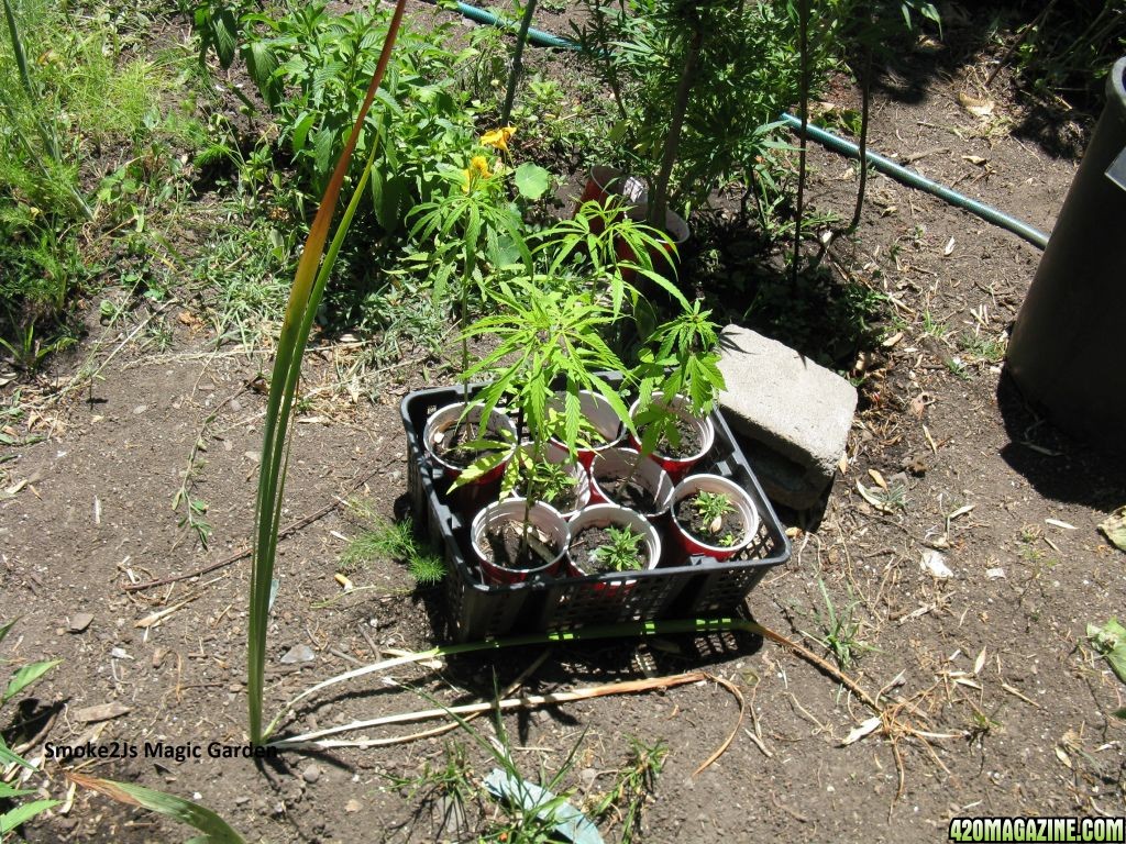 Peruvian_1_from_seed_Strawberry_Cough_Clones.JPG