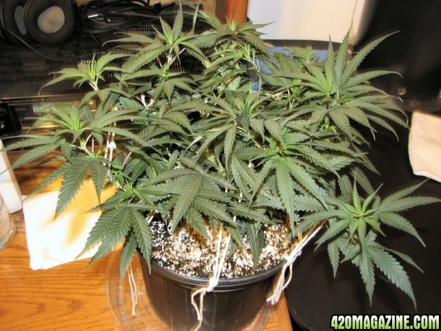 Pineapple_Express_LST_5-26.jpg