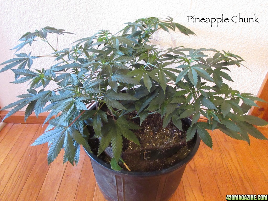 Pineapple_chunk_3-9-161.jpg