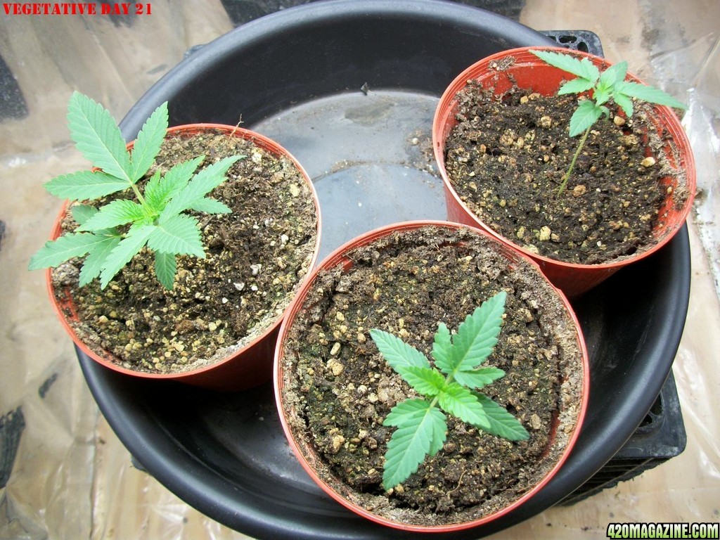 Pink_Parvat_Grow_Journal_09-04-2013_-_001.JPG