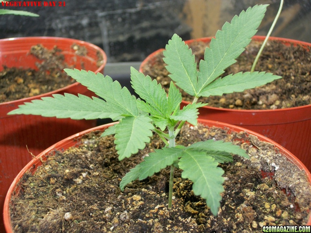 Pink_Parvat_Grow_Journal_09-04-2013_-_002.JPG