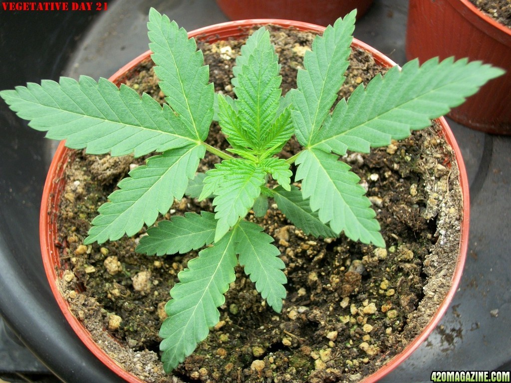 Pink_Parvat_Grow_Journal_09-04-2013_-_003.JPG