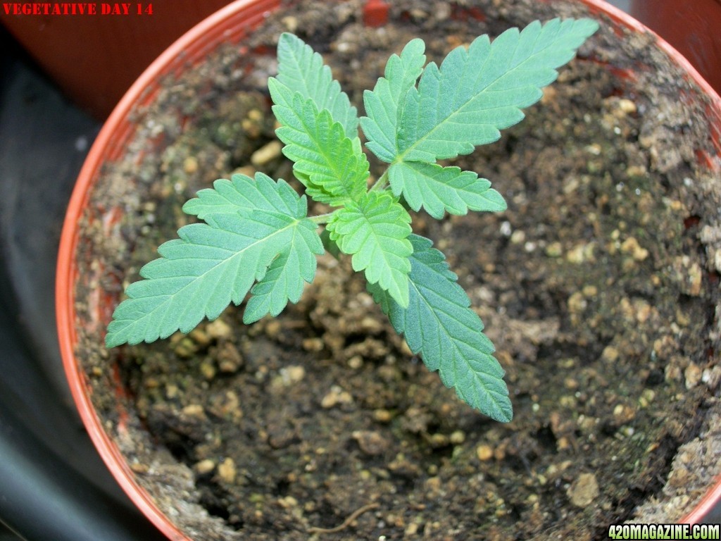 Pink_Parvat_Grow_Journal_09-04-2013_-_004.JPG