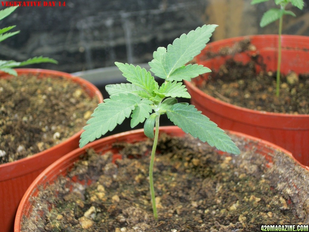 Pink_Parvat_Grow_Journal_09-04-2013_-_005.JPG