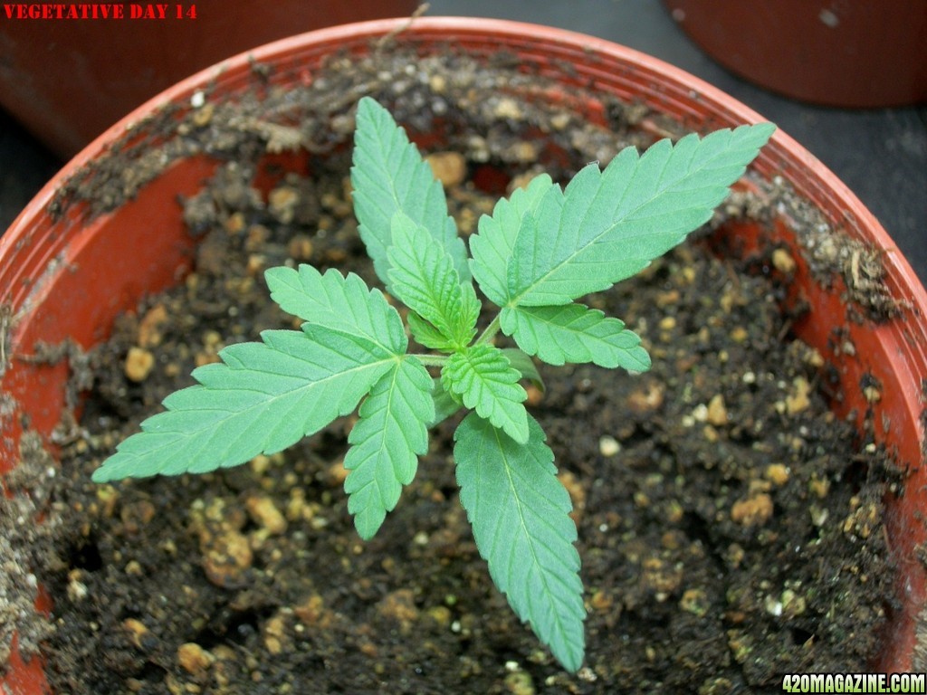 Pink_Parvat_Grow_Journal_09-04-2013_-_006.JPG