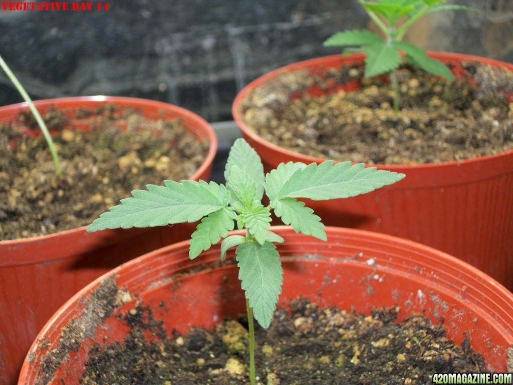 Pink_Parvat_Grow_Journal_09-04-2013_-_007.JPG