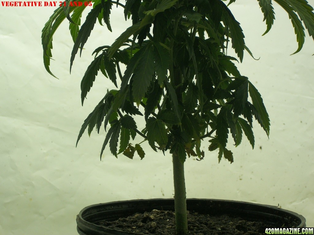 Pink_Parvat_Grow_Journal_10-25-2013_-_007.jpg