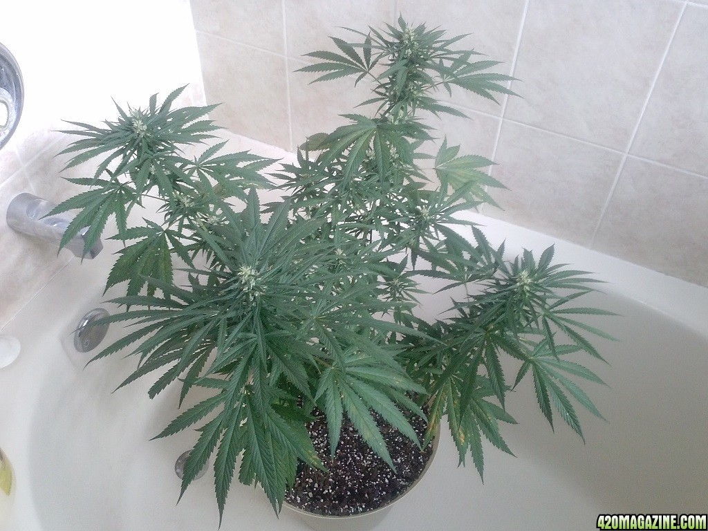 Plant01_1_.jpg