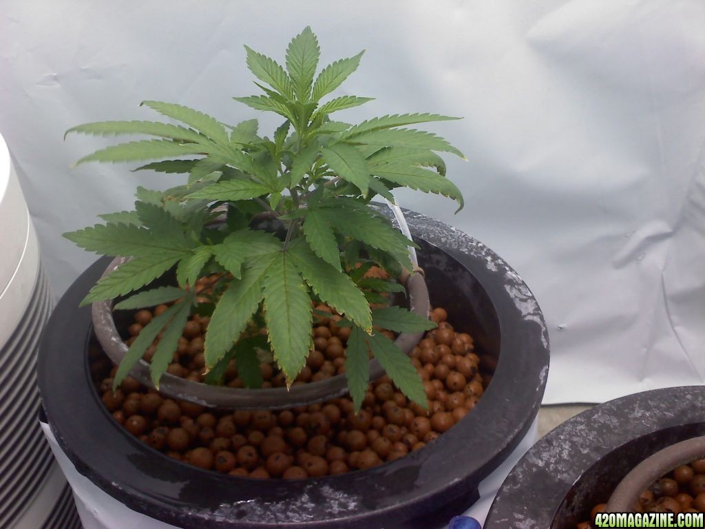 Plant_5_11-29_original_clone.jpg