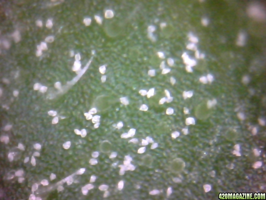 Pollen_on_leaf.jpg