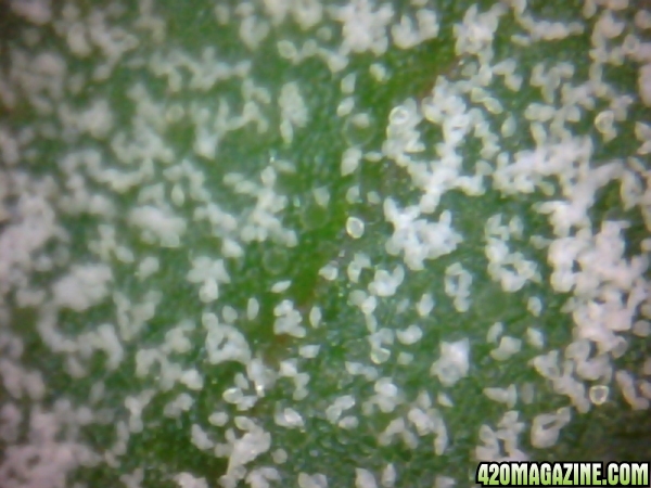 Pollen_on_leaf_2.jpg