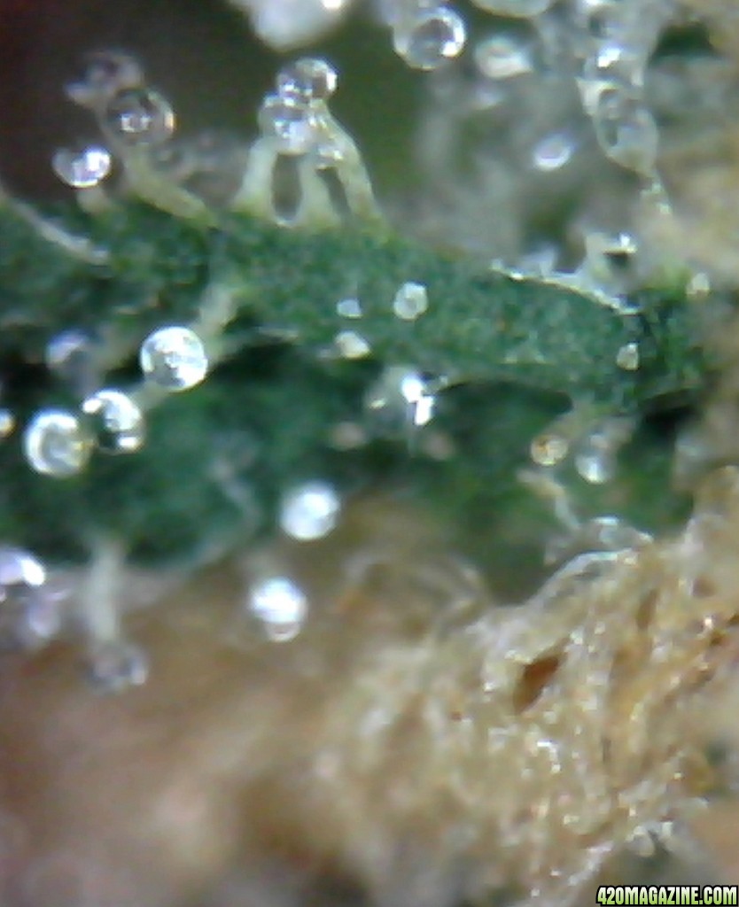 Prelim_close_up_trichs.jpg