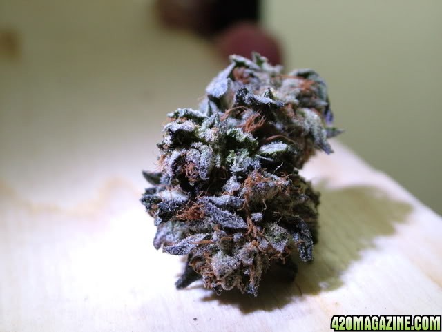 Purp7.jpg