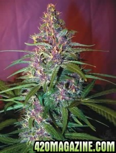 Purple-Haze-Marijuana-227x3002.jpg