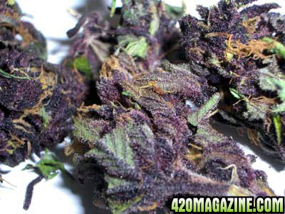 Purple-Haze-Marijuana-Leaves1.jpg