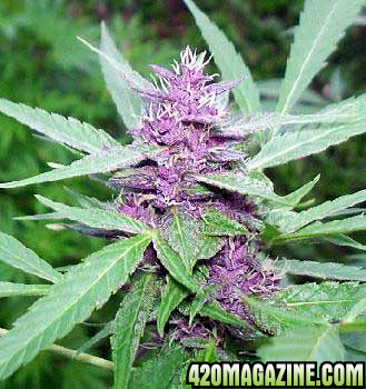 Purple-Haze-Seeds1.jpg