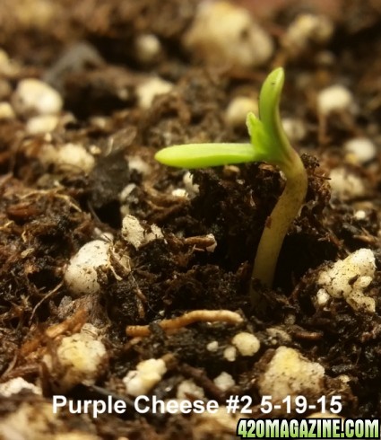 Purple_Cheese_2_sprout.jpg