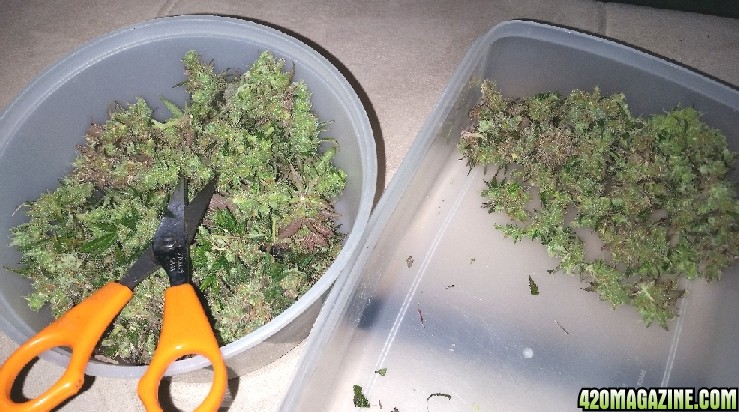 Purple_P_1_final_harvest.jpg