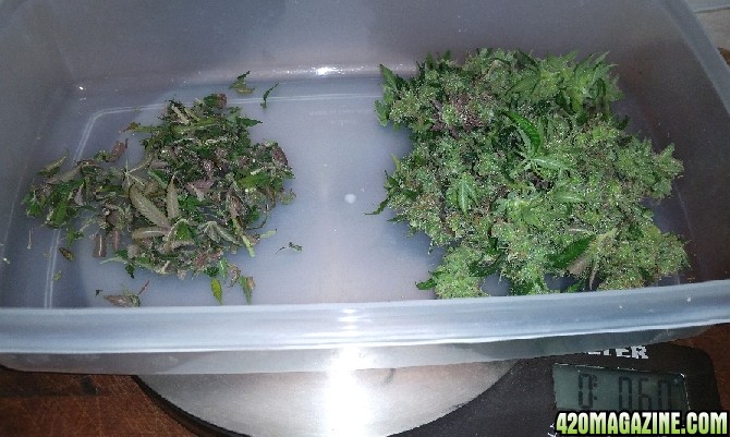 Purple_P_1_leftover_buds_3.jpg