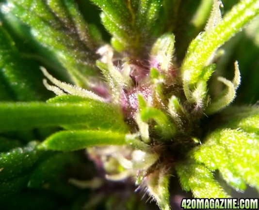 Purple_buds_1.jpg