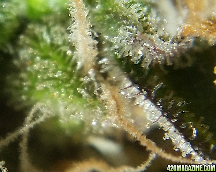 Purple_trichomes_2.jpg