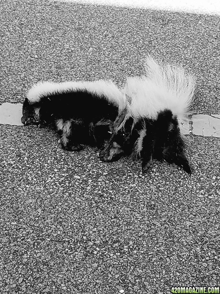 Roadkillskunk.jpg