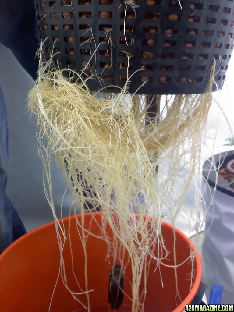 Roots_2_pic_2_4weeks.jpg