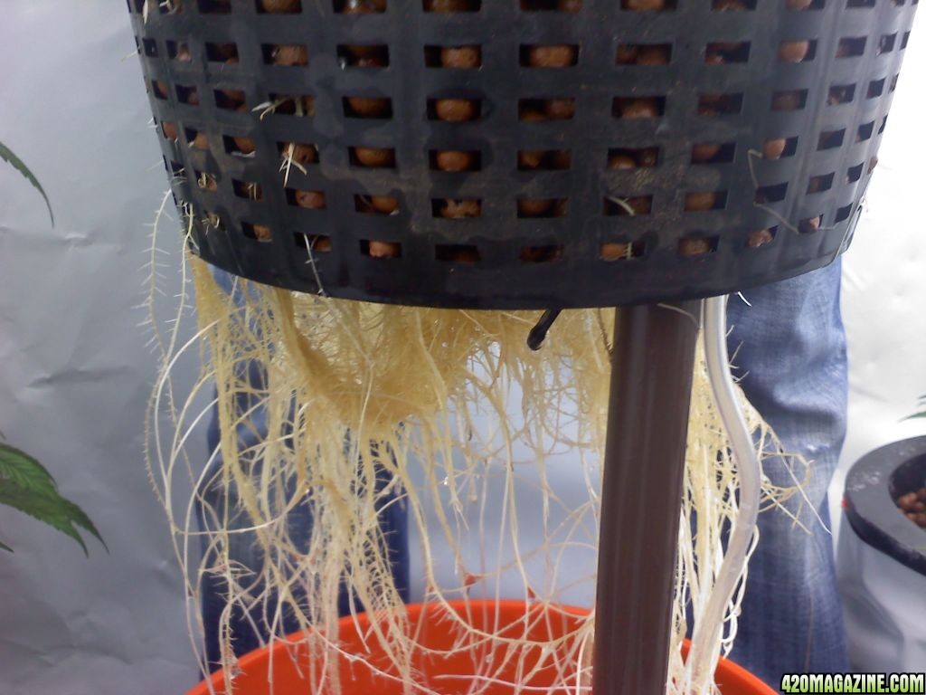 Roots_on_2_pic_1_4_weeks.jpg