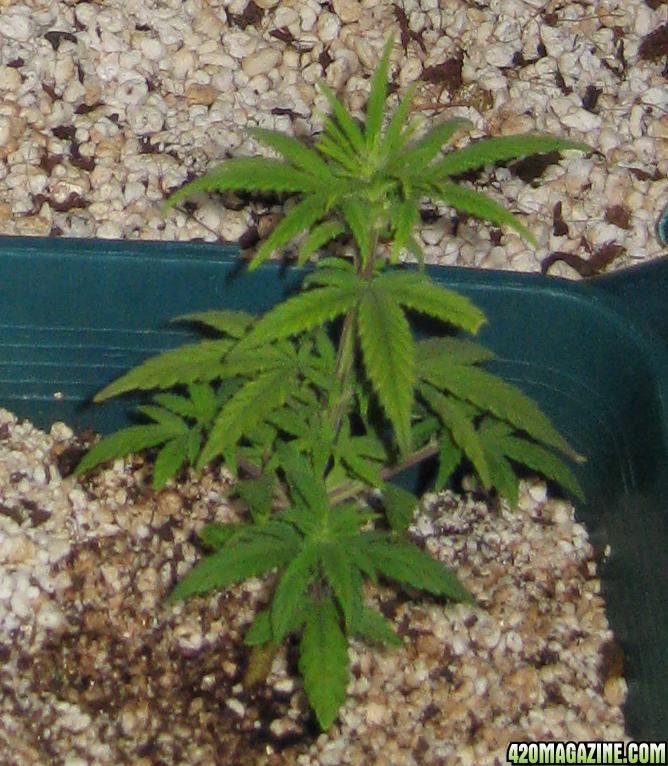 Rosebud_Female_6_weeks.jpg