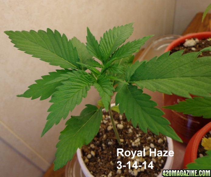 Royal_Haze_3-14.jpg