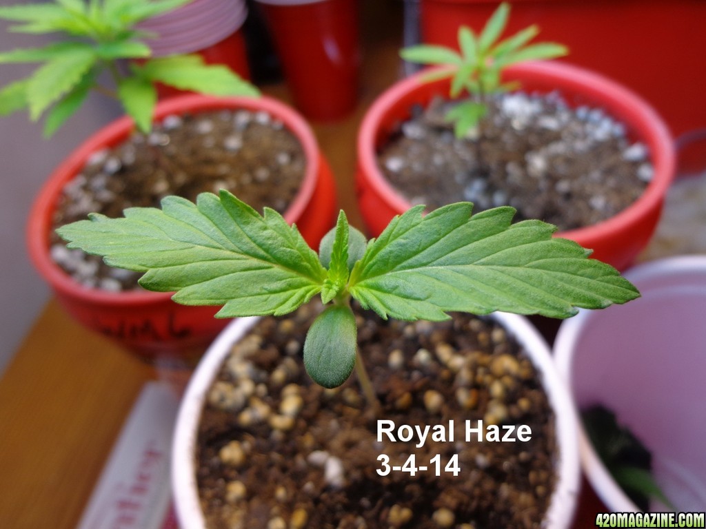 Royal_Haze_3-4-14.jpg