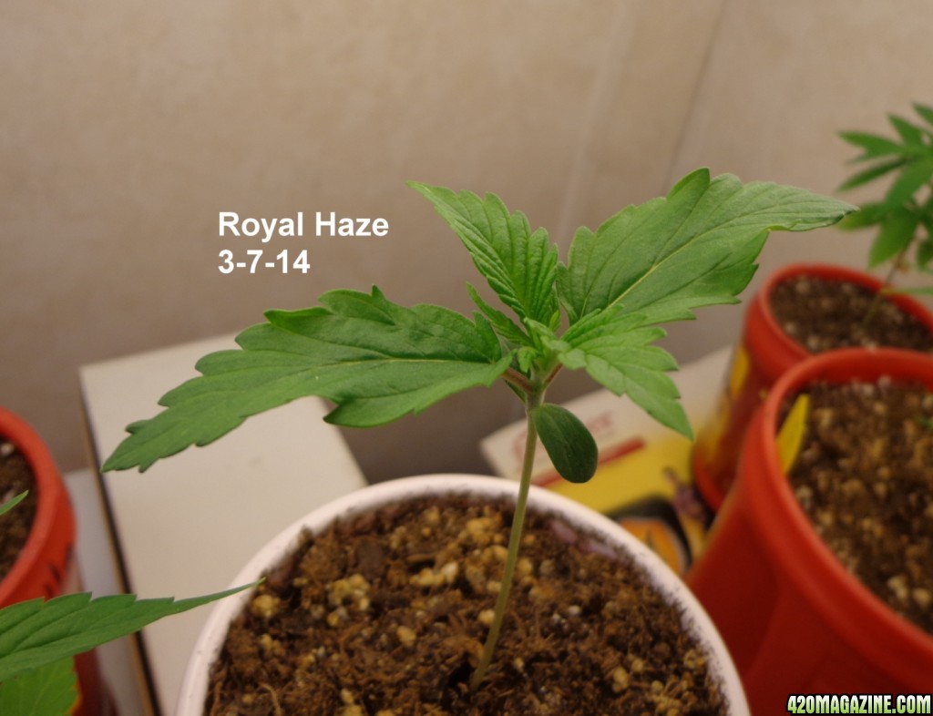 Royal_Haze_3-7-14.jpg