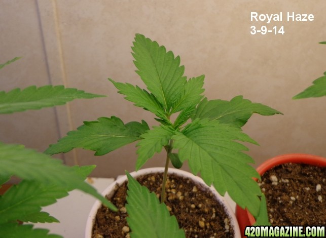 Royal_Haze_3-9-14.jpg