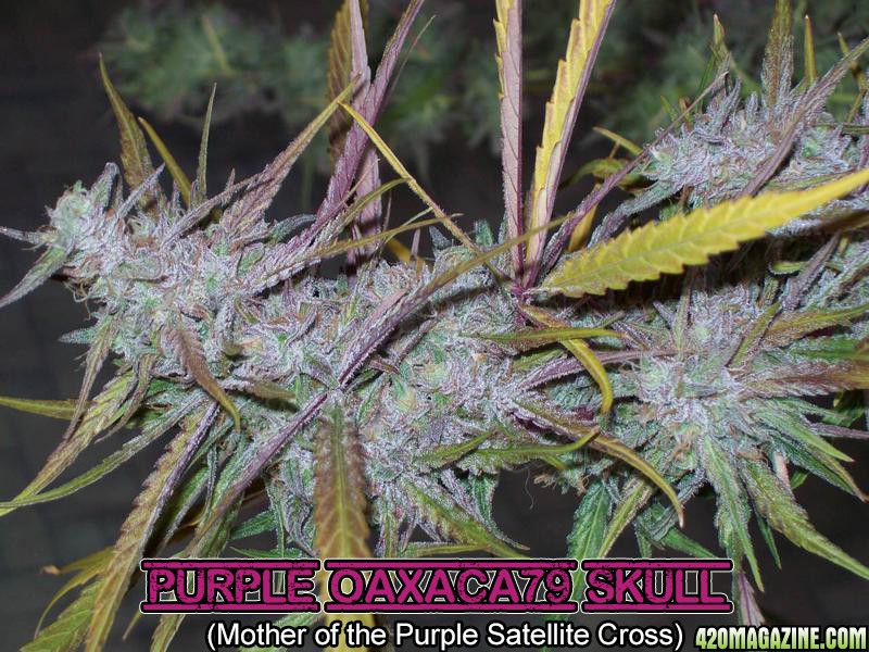 SKULL_PURPLE_CLONE_034.jpg