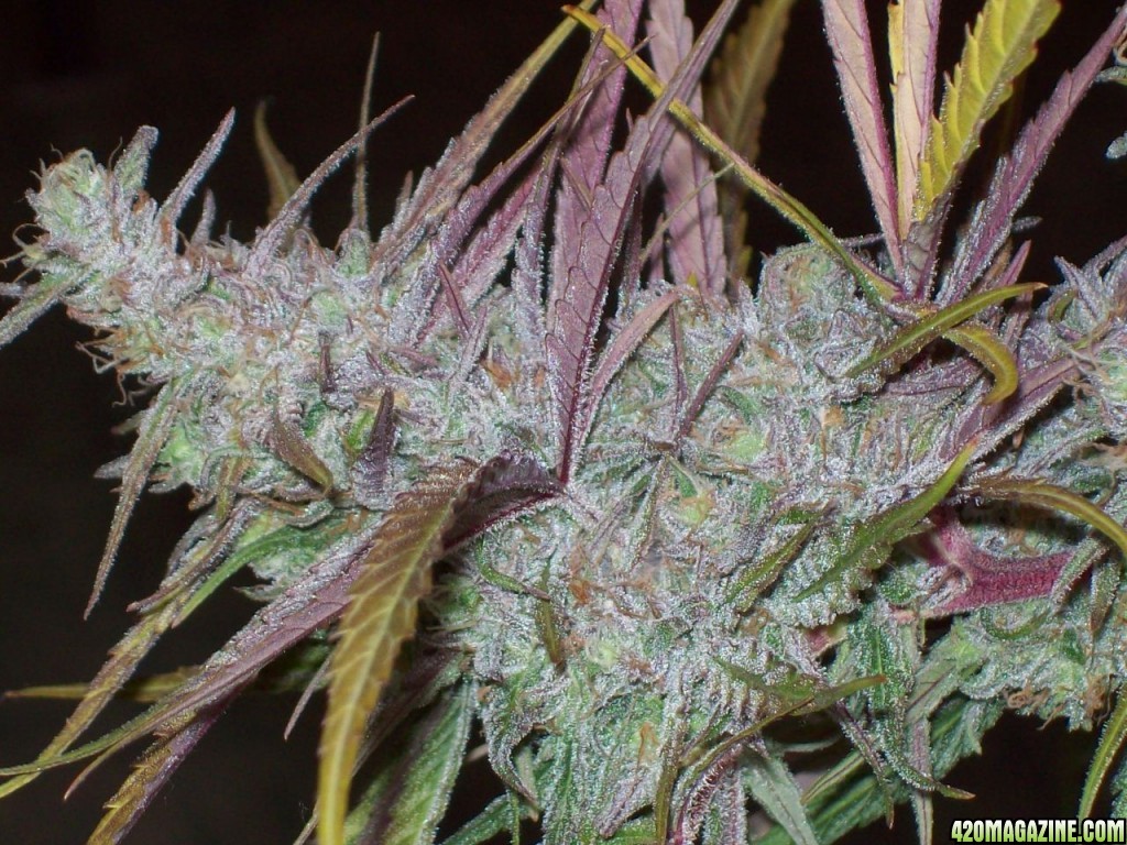 SKULL_PURPLE_CLONE_047.JPG