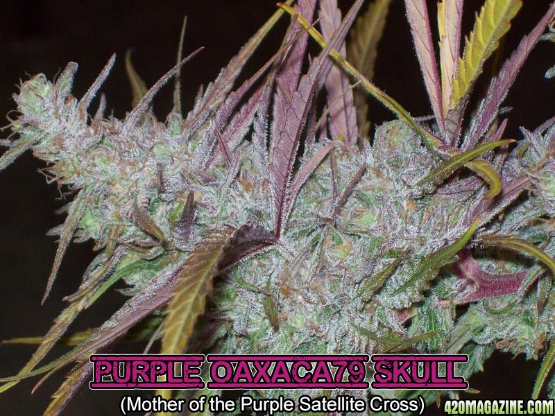 SKULL_PURPLE_CLONE_0471.jpg