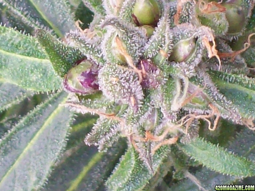 SKULL_PURPLE_CLONE_SEED_001.JPG