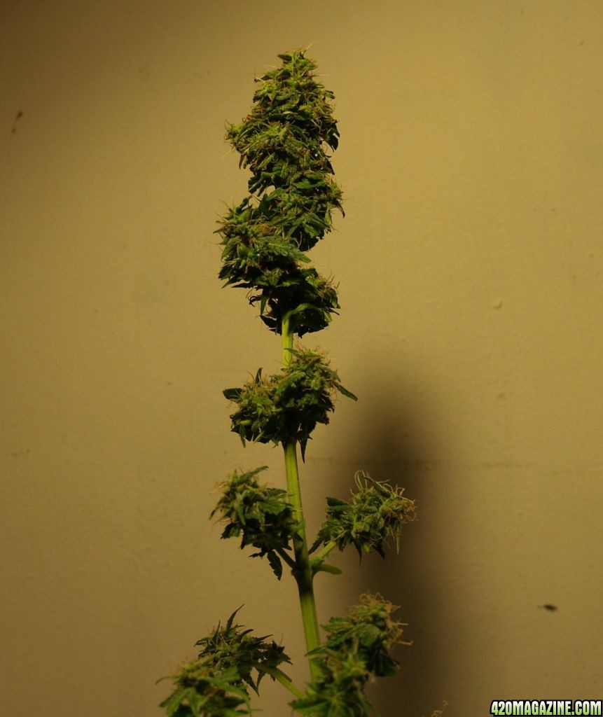 SR_harvest-8-8-1.JPG