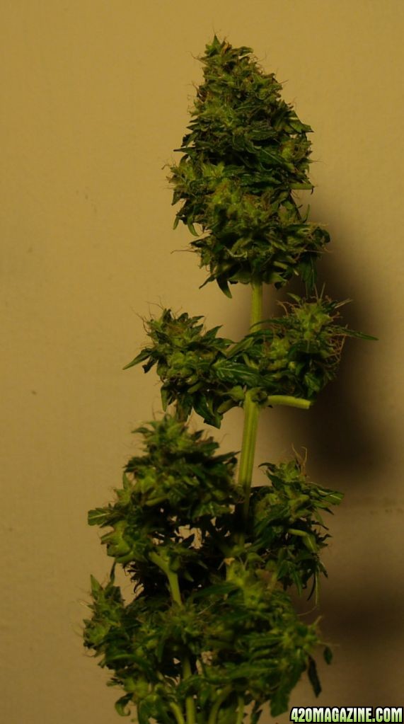 SR_harvest-8-8-3.JPG