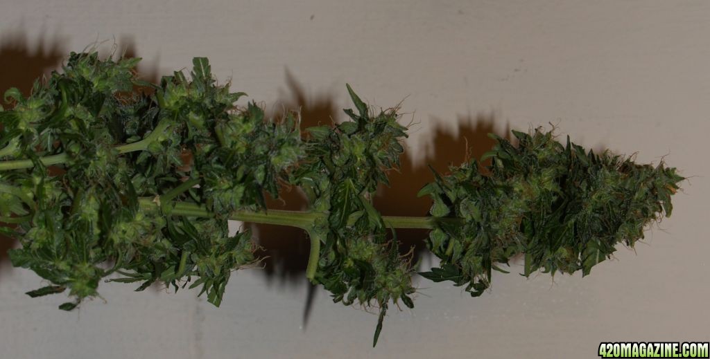 SR_harvest-8-8-6.JPG