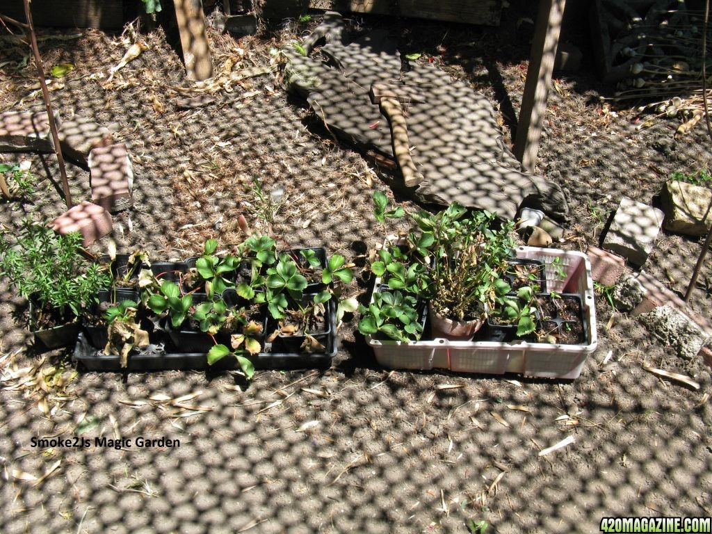 Savory_Strawberries_tomatillos_and_fucia.JPG